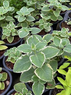 หูเสือด่าง Cuban Oregano