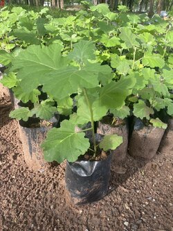 ต้นมะแว้ง Solanum violaceum.