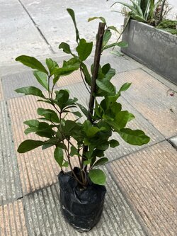 มิราเคิล Miracle fruit