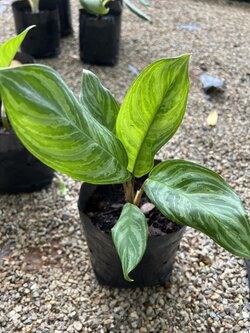 อโกลนีมา