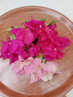 ดอกเฟื่องฟ้า Paper Flower.(สีชมพูเข้ม,สีชมพูอ่อน) เก็บสด