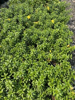 บานบุรีแคระ Allamanda