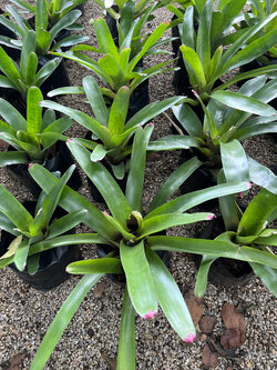 สับปะรดสี Bromeliad