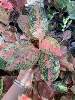 อโกลนีมา เศรษฐีรุ่งเรือง