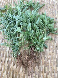 ต้นลูกใต้ใบ ถอนรากพร้อมปลูก