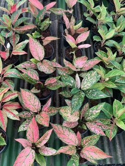 อโกลนีมา