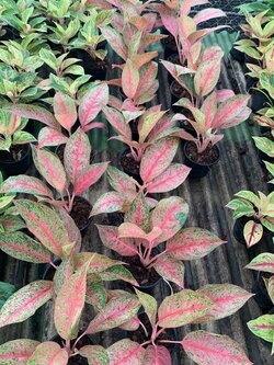 อโกลนีมา