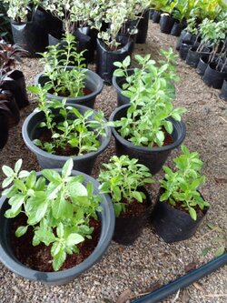 กะเพรา Holy Basil, Sacred Basil