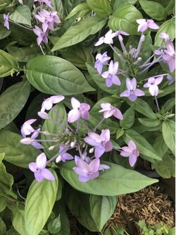 เข็มม่วง. Blue sage