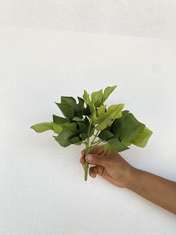 กิ่งพลูฉีก หรือ พลูแฉก