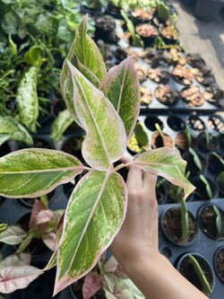 อโกลนีมา พลอยชมพู