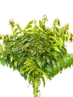 ใบสะเดา Siamese Neem Tree