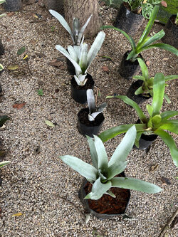 สับปะรดสี Bromeliad