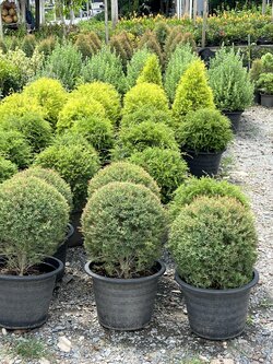 สนหอม ทรงกลม ELLWOOD'S GOLD