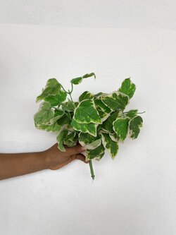 ต้นไอวี่ใบด่าง English Ivy