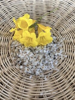 เมล็ดทองอุไร Yellow elder, Trumpetbush, Trumpet flower, Yellow trumpet-flower