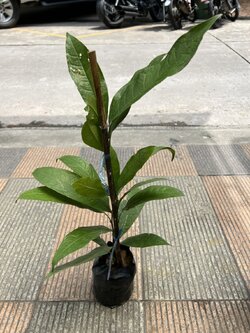 ยี่หุบ Yee hoob