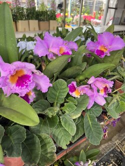 แคทลียา สีม่วง Cattleya