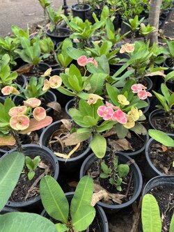 โป๊ยเซียน Crown of thorns ไม้มงคล