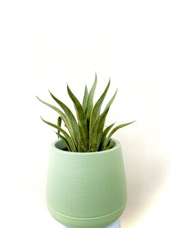 อากาเว่ Agave lophantha ไม้อวบน้ำ ไม้ทะเลทราย กระถาง 15 นิ้ว