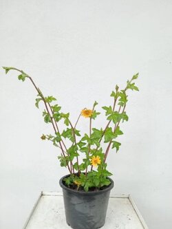 ต้นกระดุมทองเลื้อย