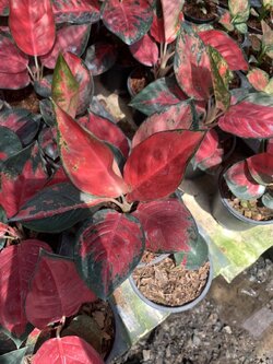 อโกลนีมา ซุปเปอร์เรด