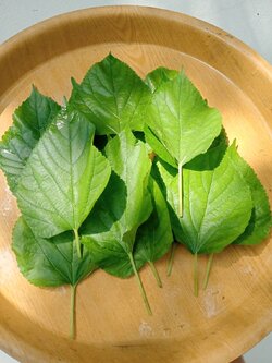 ใบหม่อน เก็บสด Morus sp