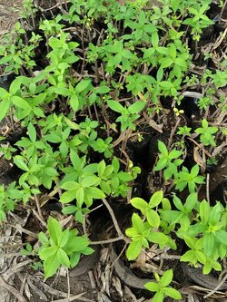 บานบุรี Golden trumpet บานบุรีเหลือง