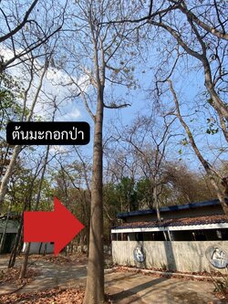 ต้นมะกอกป่า Spondias pinnata (L.f.) Kurz