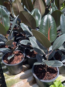 ยางอินเดีย Indian rubber plant