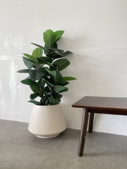 กระถางต้นไม้ตั้งพื้น Fiber clay