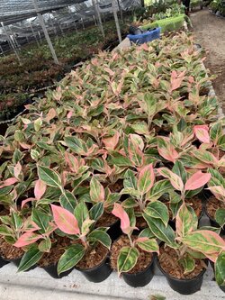 อโกลนีมา ออร่าชมพู Aglaonema