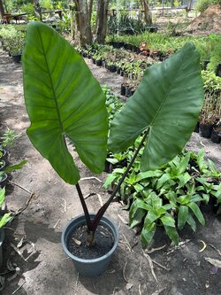 บอนกระดาษดำ ต้นกระดาด บอนก้านดำ Black Stem Elephant Ear