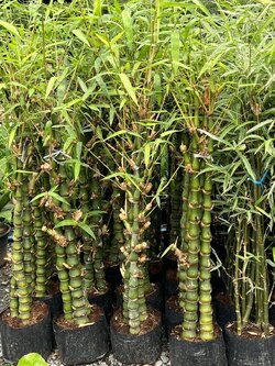 ไผ่น้ำเต้า Buddha's Belly Bamboo