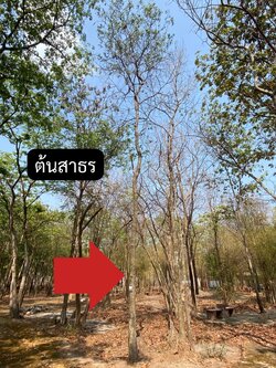 ต้นสาธร Millettia leucantha Kurz