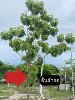 ต้นสักลด Tectona grandis L.f.
