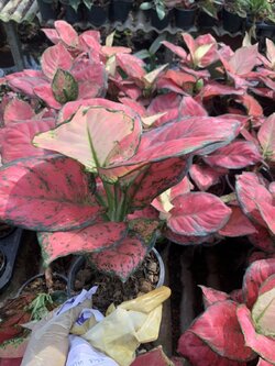 อโกลนีมา Aglaonema