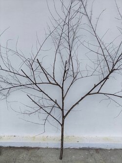 🌿 กิ่งไม้แห้งจริง Tree branch (เบอร์ 30)