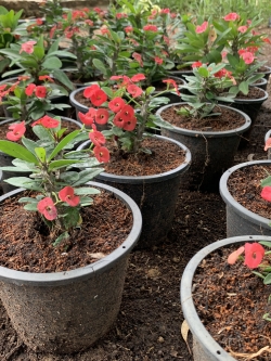 โป๊ยเซียน Crown of thorns ไม้มงคล