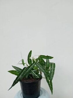 ต้นพญารากหอม หรือ ต้นอบเชยเถา