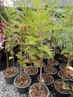 ซิลเวอร์โอ๊ค Silver Oak