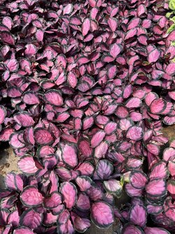 คล้าคริมสัน Calathea Crimson