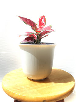 อโกลนีมา สุขสมใจปอง Aglaonema