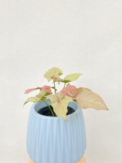 ออมชมพู Pink Syngonium เงินไหลมาสีชมพู