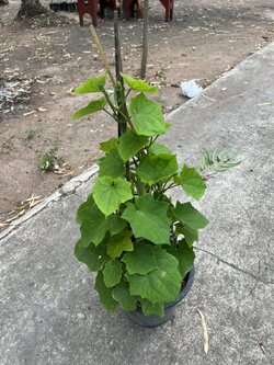 สร้อยอินทนิล blue trumpet vine ไม้เลื้อย