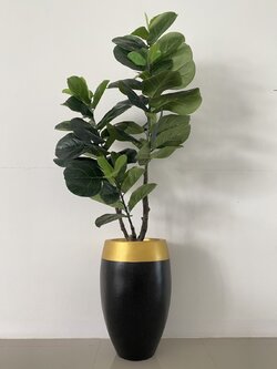 ต้นไทรใบสัก ปลอม Fiddle Fig