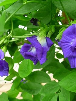 อัญชัน Blue Pea