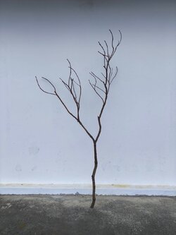 🌿 กิ่งไม้แห้งจริง Tree branch (เบอร์ 5)