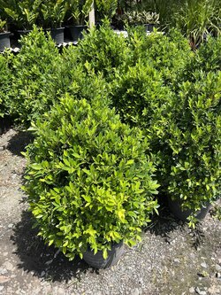 ไทรเกาหลี banyan tree