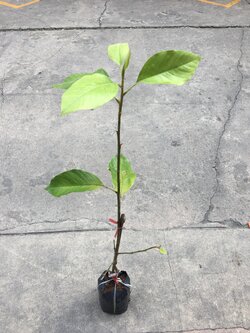 มนต์จำปา MAGNOLIA THE JOURNAL OF MAGNOLIASOCIETY INTERNATIONL